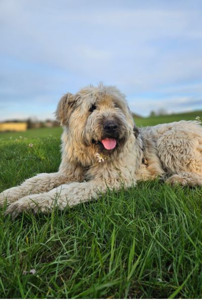 Ein struppiger Hund liegt im Gras und hechelt.