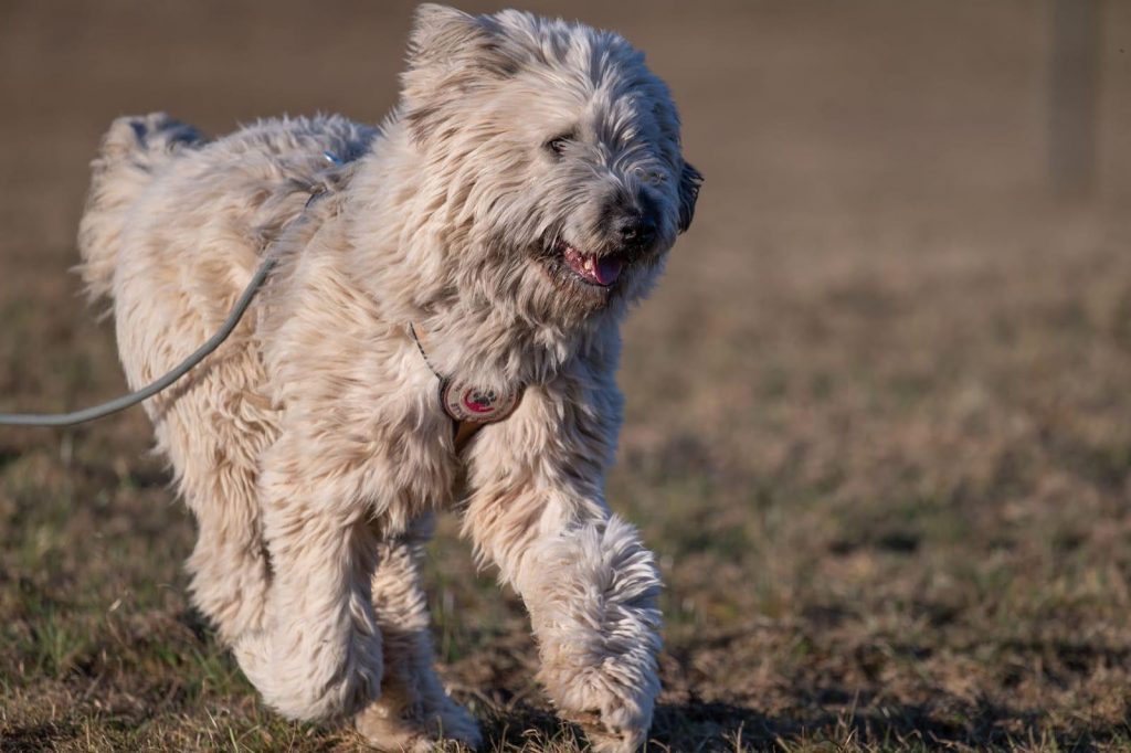 Ein Hund rennt auf einer Wiese entlang.