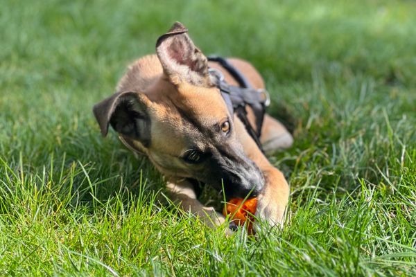 Calin kaut auf einem Spielzeug herum.