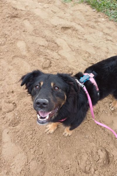 Ein Hund steht im Sand und schaut nach oben in die Kamera.