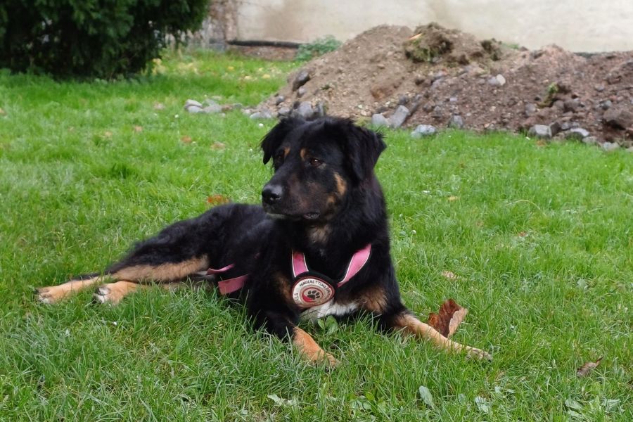 Ein Hund liegt im Gras und schaut zur Seite.