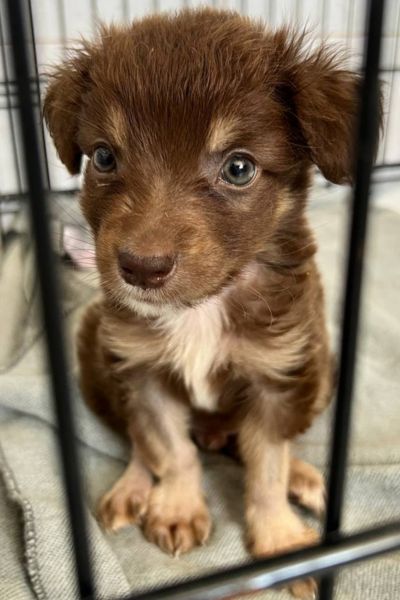 Welpe Scorpio sitzt in einem Käfig