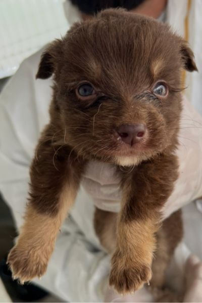 Welpe Scorpio auf dem Arm des Pflegers