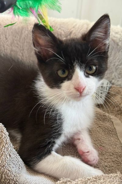 Smokey spielt mit einer Katzenangel