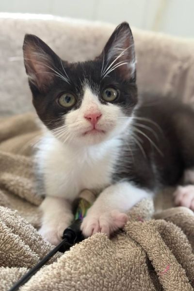 Kitten Smokey liegt auf einer Decke