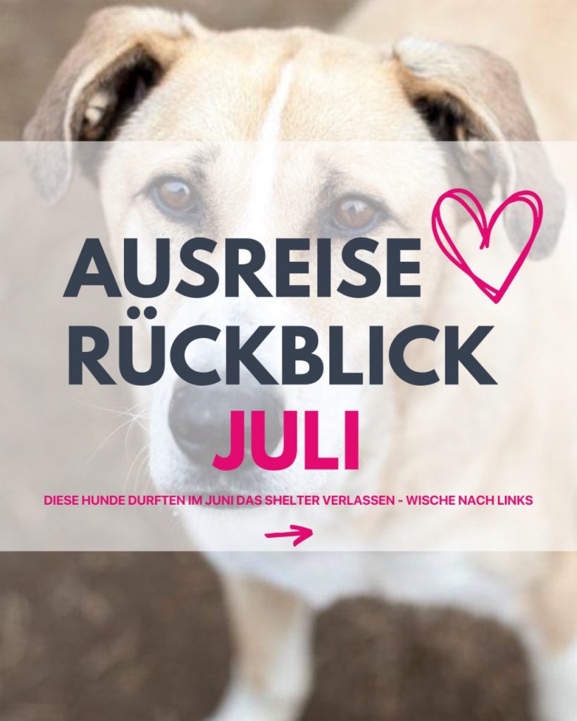 Hunde die im Juli ausgereist sind.