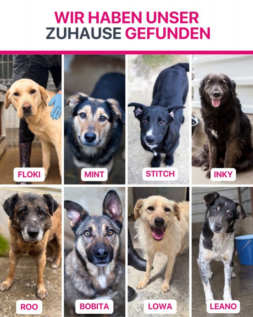 Hunde die im Juli ausgereist sind.