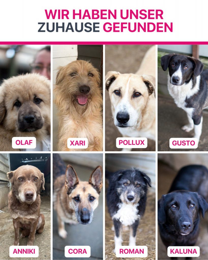 Hunde die im Juli ausgereist sind.
