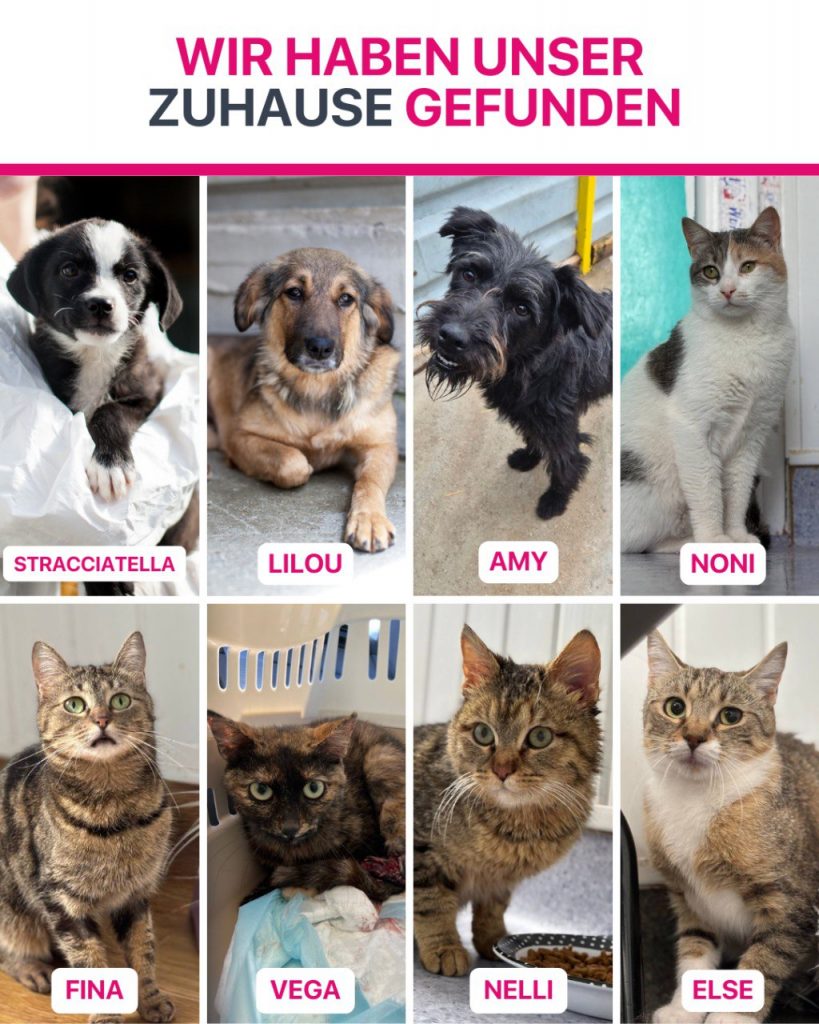 Hunde die im Juli ausgereist sind.