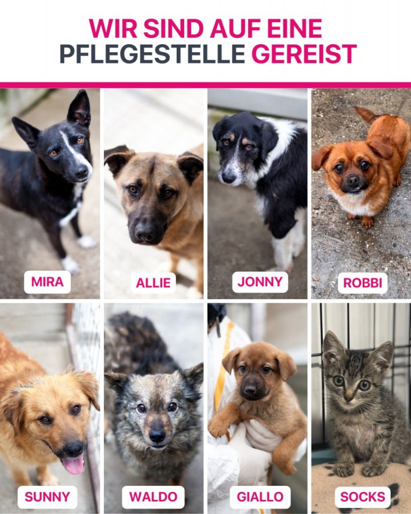 Hunde die im Juli ausgereist sind.