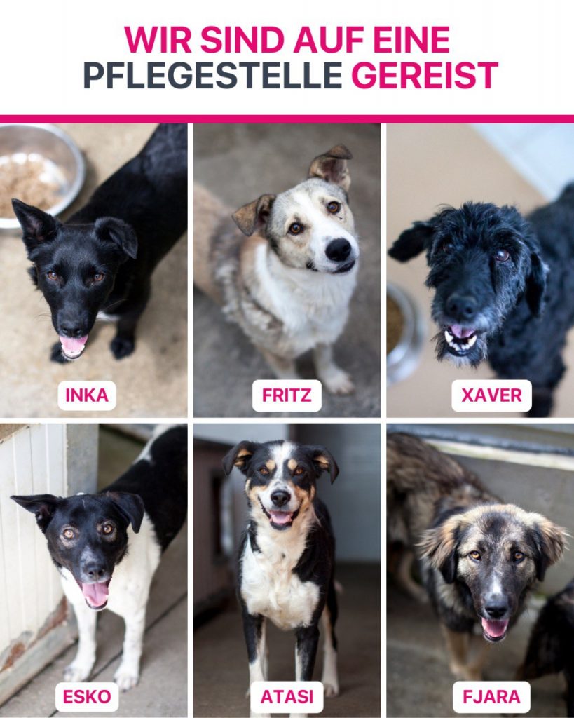 Hunde die im Juli ausgereist sind.