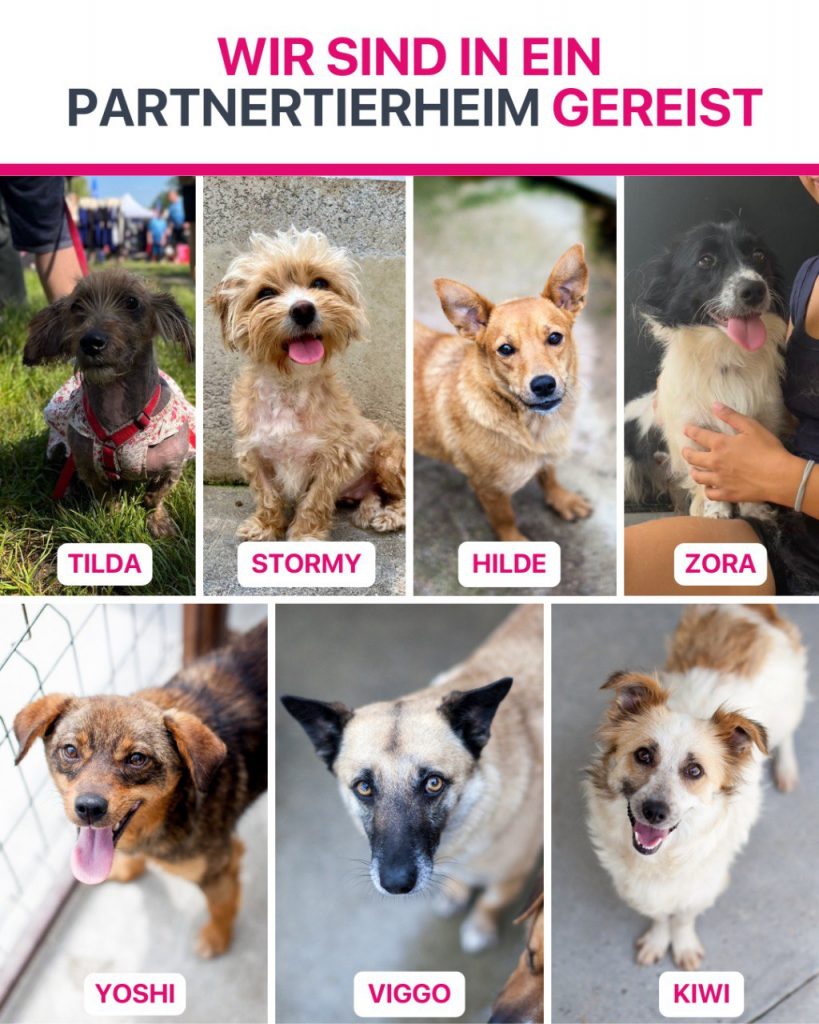 Hunde die im Juli ausgereist sind.