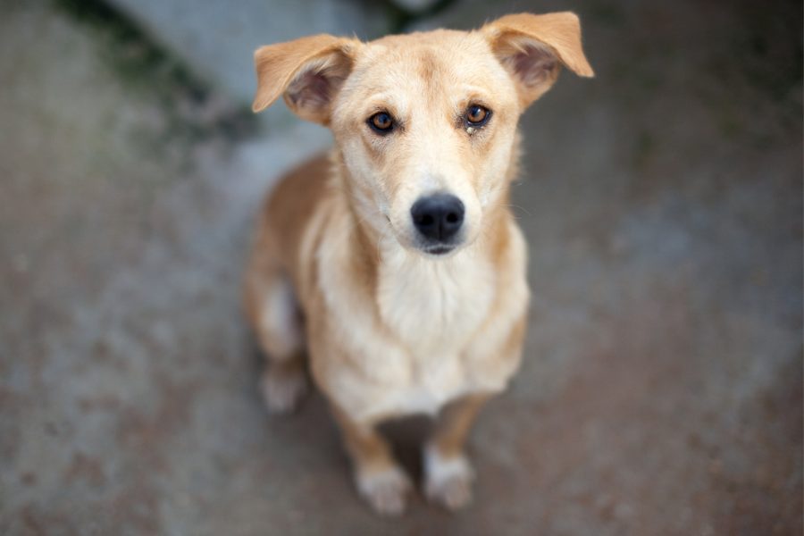 Honey schaut in die Kamera
