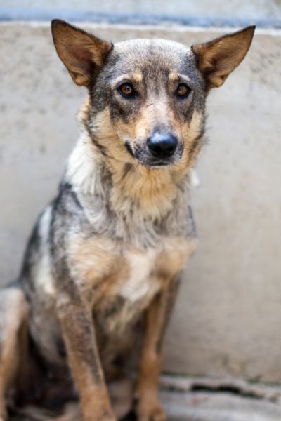 Abby sitzt und blickt mit aufgestellten Ohren neugierig in die Kamera.