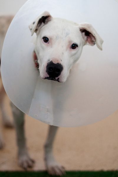 Fritzi trägt eine Halskrause und blickt in die Kamera.