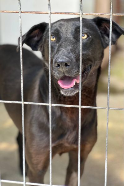 Hund mit schwarzem Fell schaut aus ihrem Zwinger raus.