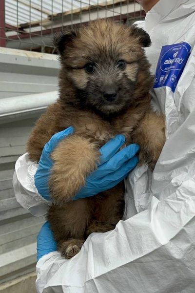 Hund mir braunem Fell wird in den Arm genommen und schaut in die Kamera.