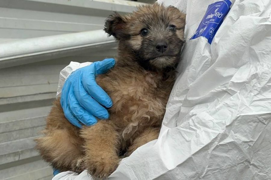 Hund mir braunem Fell wird in den Arm genommen und schaut in die Kamera.