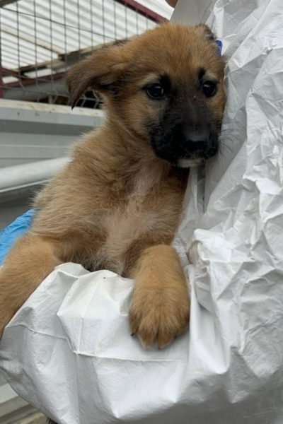 Hund mit braunem Fell wird hochgehoben.