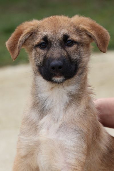 Welpenmädchen Melly sitzt und schaut dabei traurig in die Kamera.
