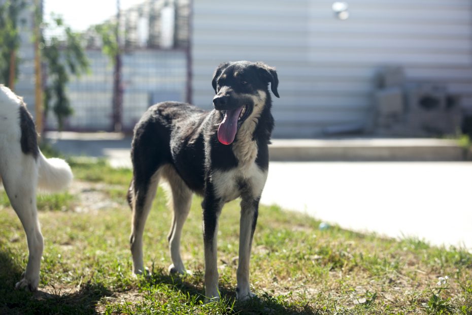 Ein schwarzer Hund steht auf einer Wiese im Sommer und hechelt