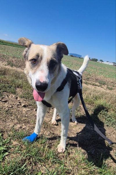 Kaido beim Gassigehen auf einem Feld