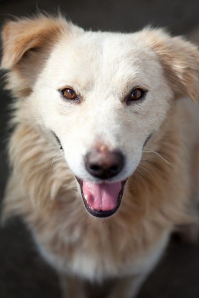 Hund sieht freundlich in die Kamera
