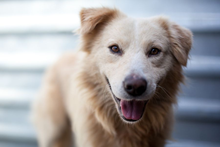 Rüde sieht freundlich in die Kamera