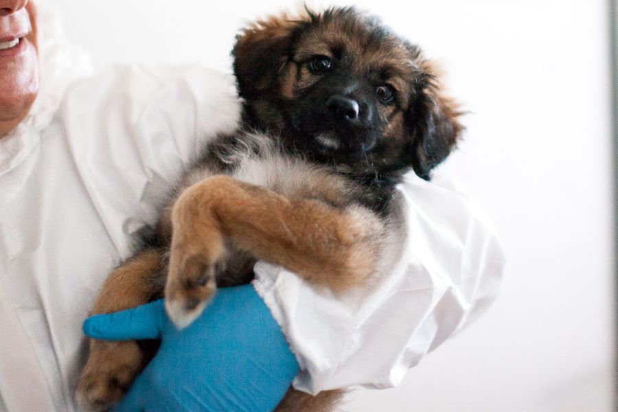 Welpe Cassie wird auf dem Arm gehalten