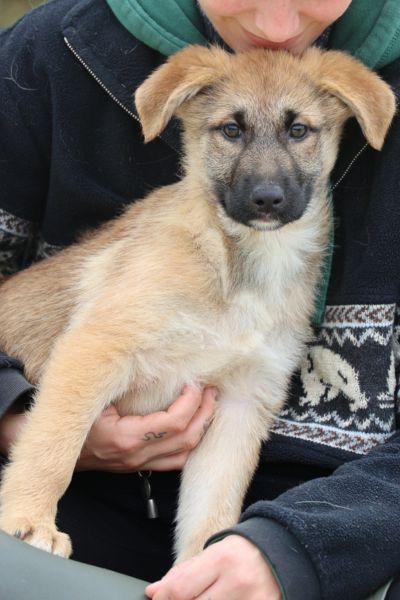 Welpe Melly sitzt auf dem Schoß einer Pflegerin und blickt traurig in die Kamera.