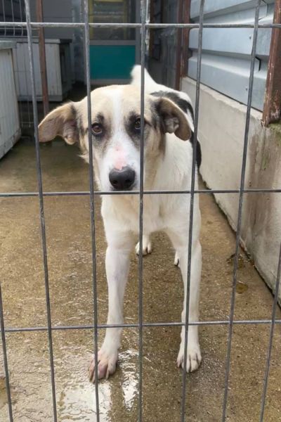 Rüde Kaido steht hinter dem Gitter des Zwingers und schaut traurig nach draußen