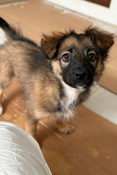 Die kleine Cassie steht im Tierheim und schaut erwartungsvoll nach oben in die Kamera