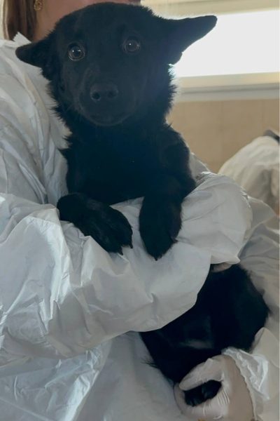 Hund sieht in die Kamera
