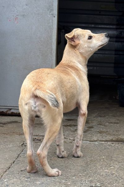 Heller Hund mit abgeschnittenem Schwanz blickt nach oben.