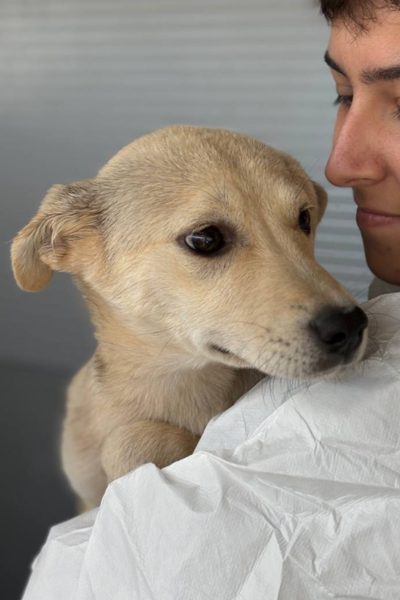Hund mit beigem Fell wird in den Arm genommen.