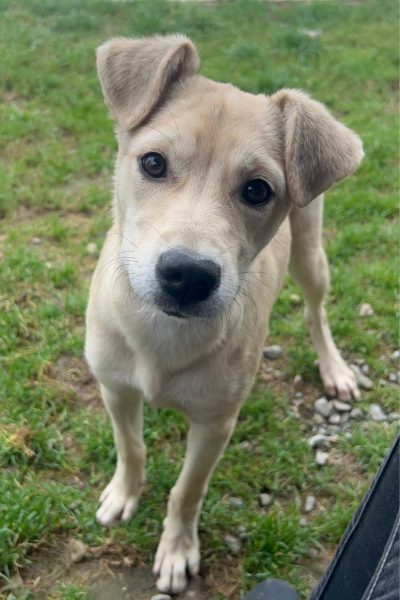 Welpe schaut in die Kamera