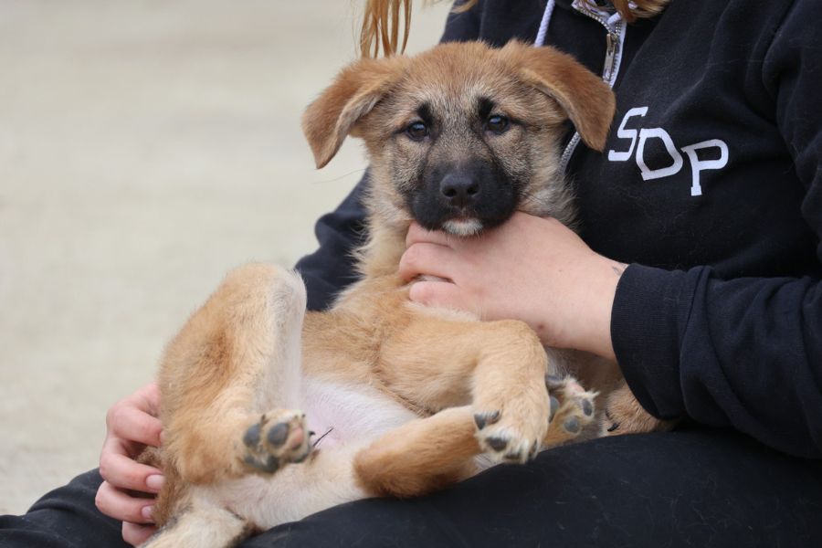 Welpenmädchen Melly wird von einer Pflegerin am Bauch gestreichelt.