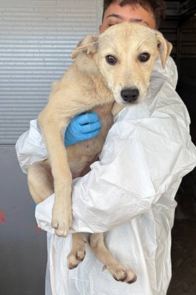 Hund mit beigem Fell wird in den Arm genommen.