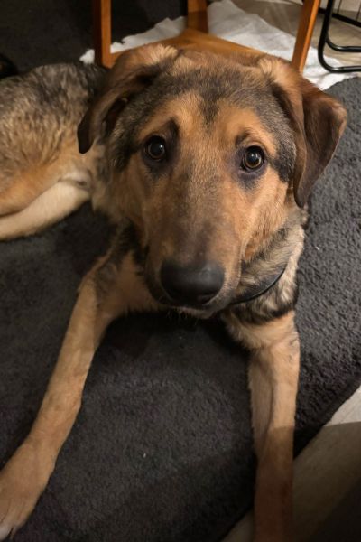 Bolle liegt und schaut erwartungsvoll in die Kamera.