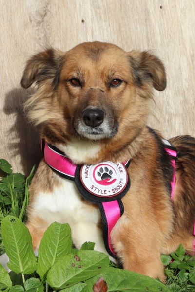 Hündin Elora liegt und schaut in Richtung Kamera.