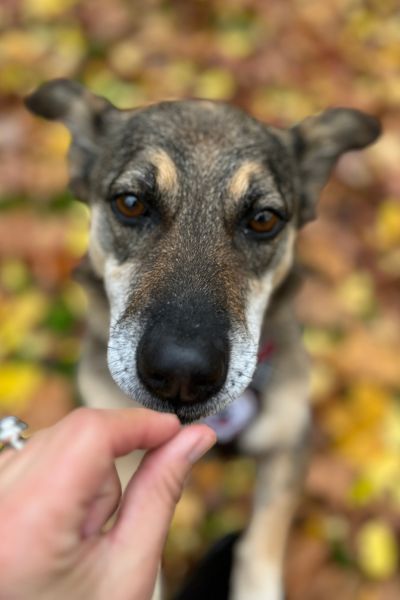Gini schnüffelt an der Hand.