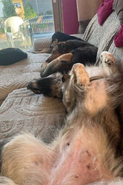 Hündin Nala liegt entspannt auf der Couch.