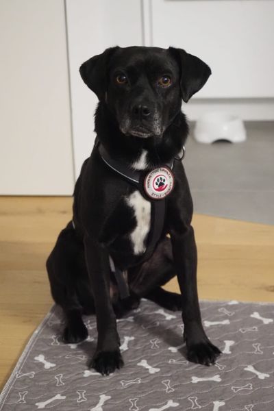 Rüde Stanley sitzt und schaut aufmerksam.