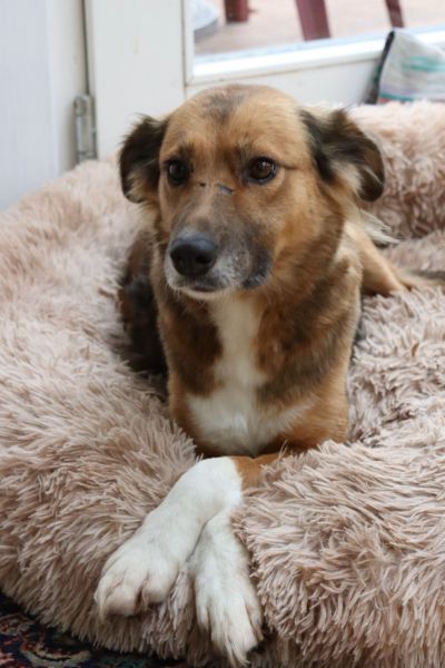 Elora liegt in ihrem Körbchen.