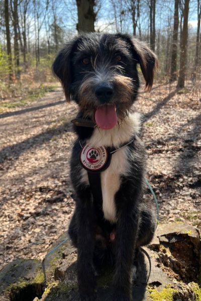 Karl sitzt und hechelt.