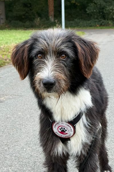 Karl steht und schaut aufmerksam.