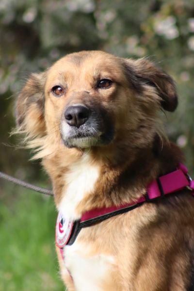 Elora schaut aufmerksam zur Seite.