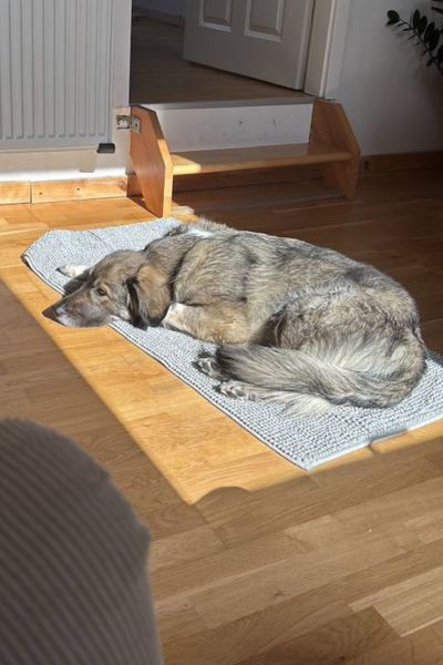 Hündin Nala genießt die Sonne.