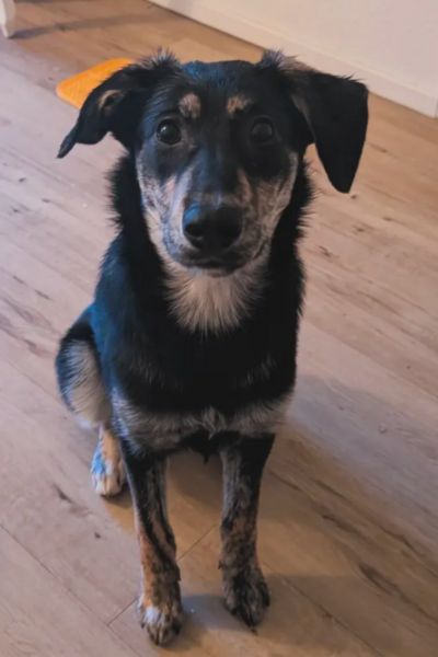 Smartie sitzt und schaut aufmerksam in die Kamera.