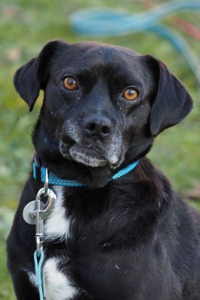 Stanley schaut aufmerksam in die Kamera.
